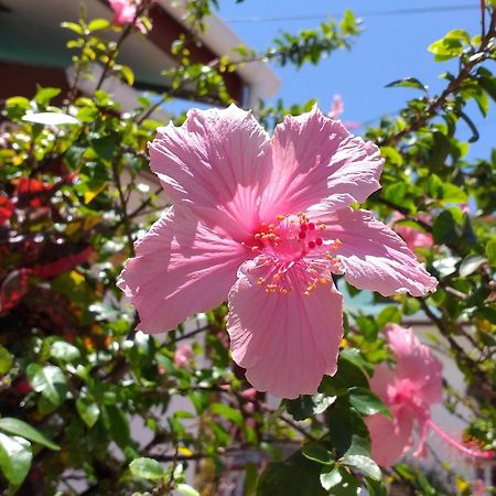 Pension Hibiscus La Digue Luaran gambar