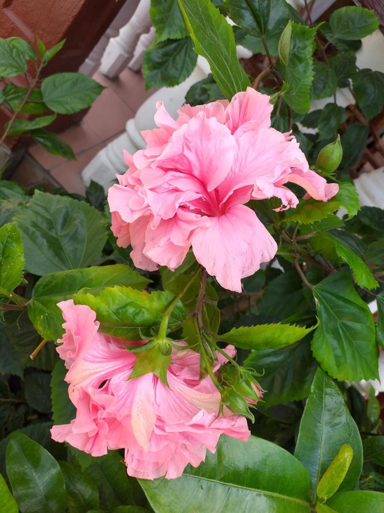 Pension Hibiscus La Digue Luaran gambar